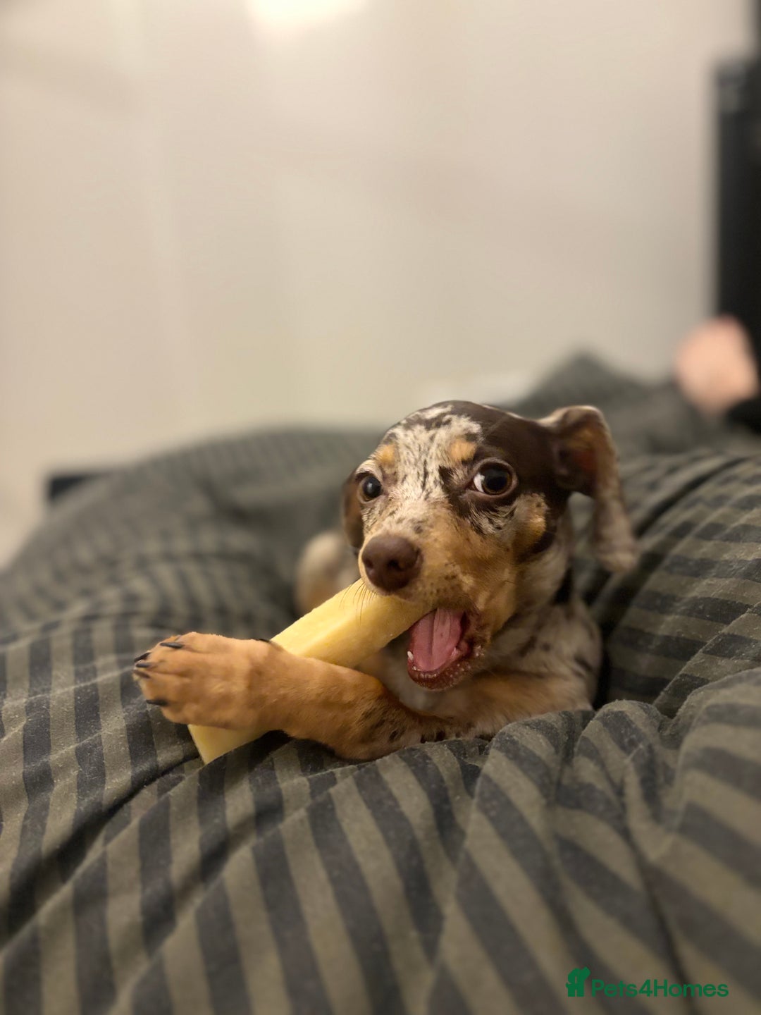 Mixed Breed dogs for sale: Chiweenie puppy - Advert 5