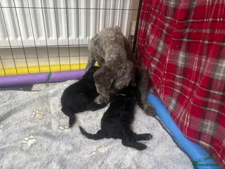 Cockapoo dogs Miniature F2b cockapoos PRA CLEAR - Advert 4