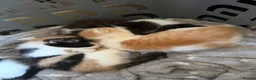 Mixed Breed cats for sale: Kittens for sale  - Advert 4