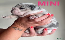 English Bulldog dogs for stud: *RUBBLE* NEBBR beautiful boy - Image 6
