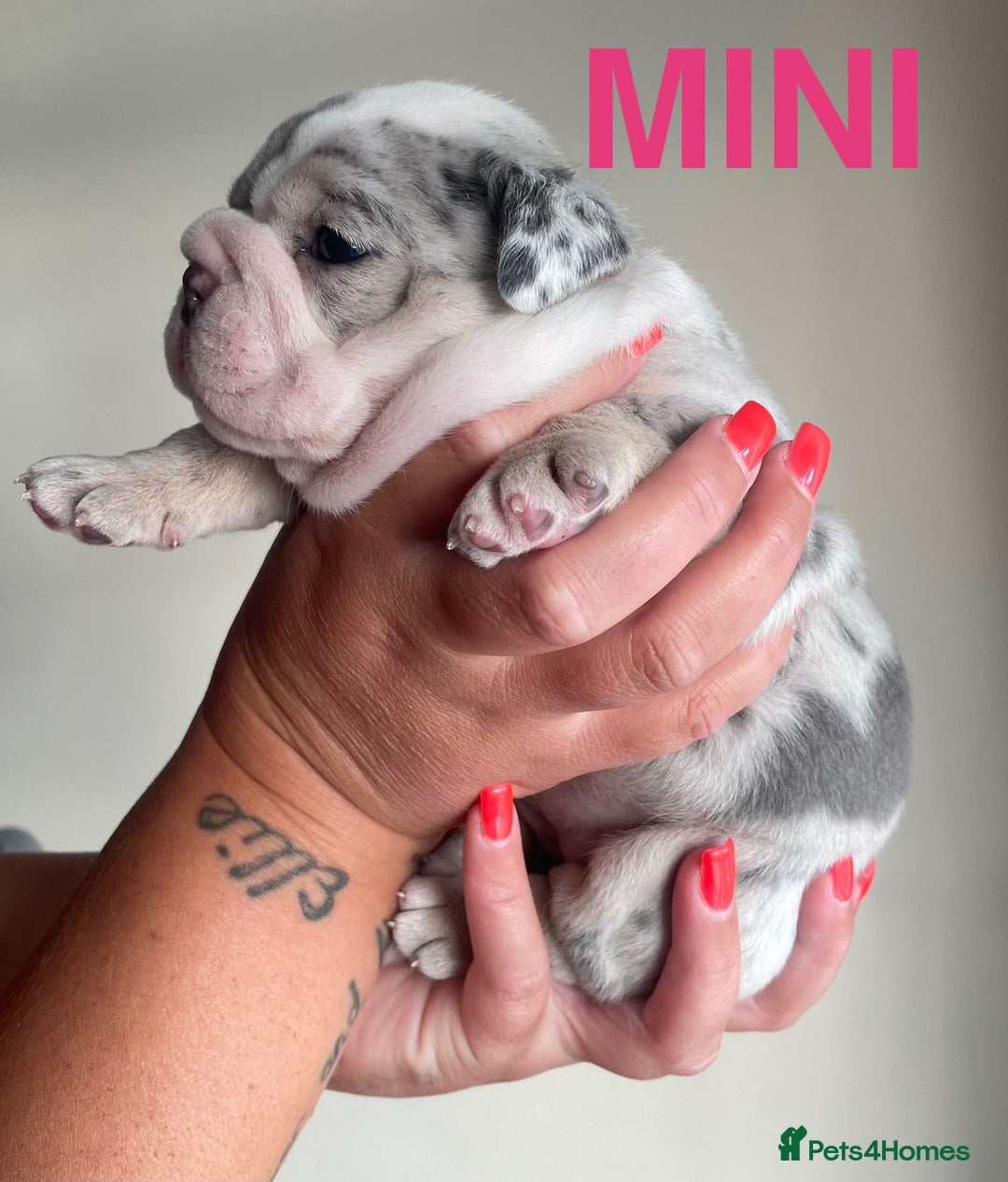 English Bulldog dogs for stud: *RUBBLE* NEBBR beautiful boy - Image 6