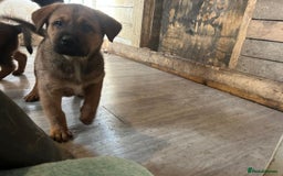 Mixed Breed dogs for sale: 2 akita x rottweiler pups  - Image 12