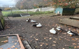 Ducks poultry for sale: Call ducks - Image 7