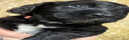 Mixed Breed dogs for sale: Stunning litter of Gordon Doodles. - Advert 23
