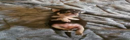 Chihuahua dogs for sale: Pedigree club registered chihuahua puppies - Advert 8