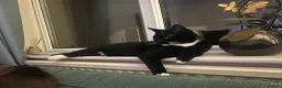 British Shorthair cats for sale: Free - looking for the right home - Advert 2