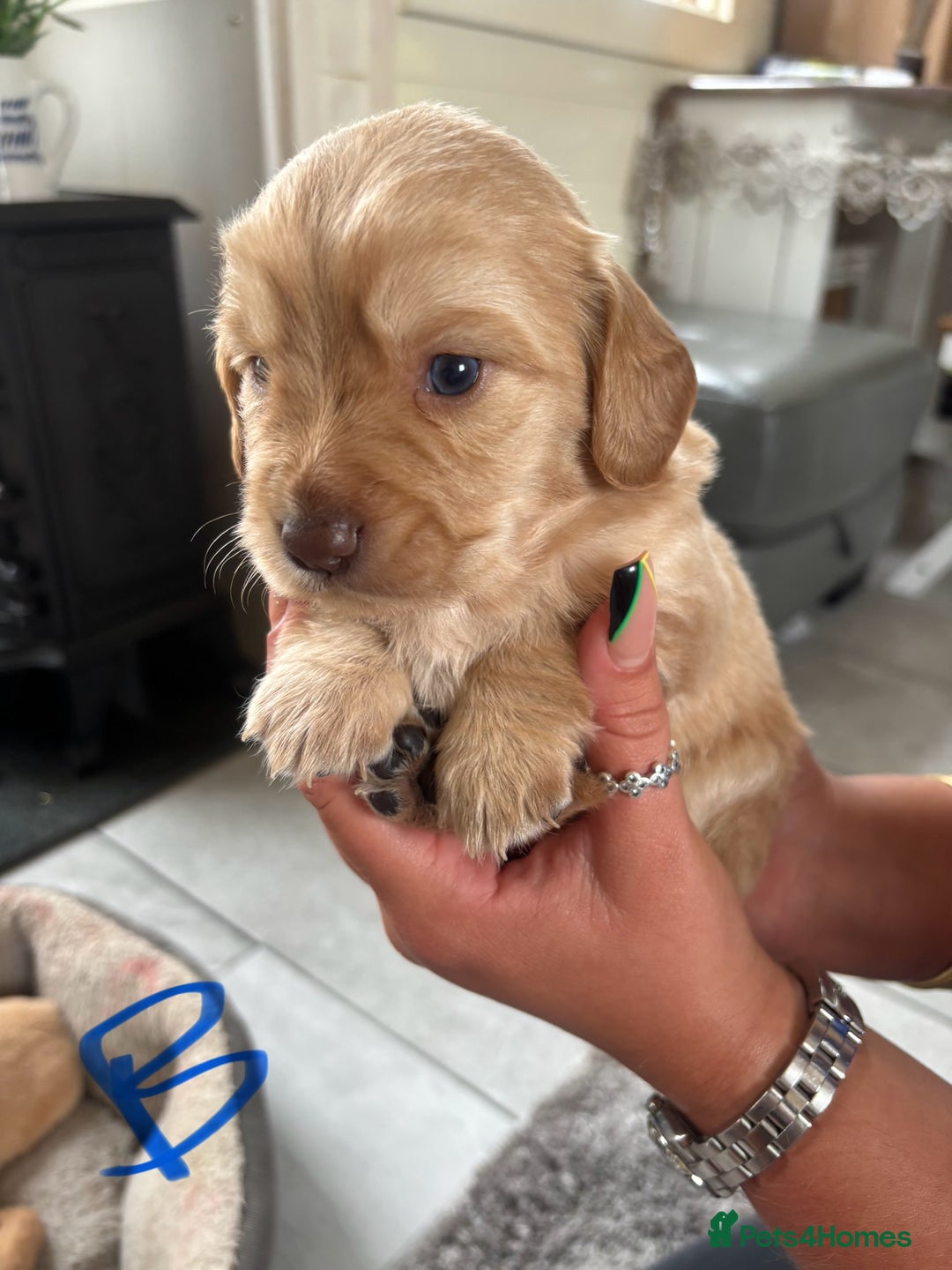Mixed Breed dogs for sale: BEAUTIFUL CHi- SPANIEL PUPS READY 28TH AUG - Image 10