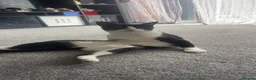 Domestic Shorthair cats for sale: Two loving boys need homes - Advert 6
