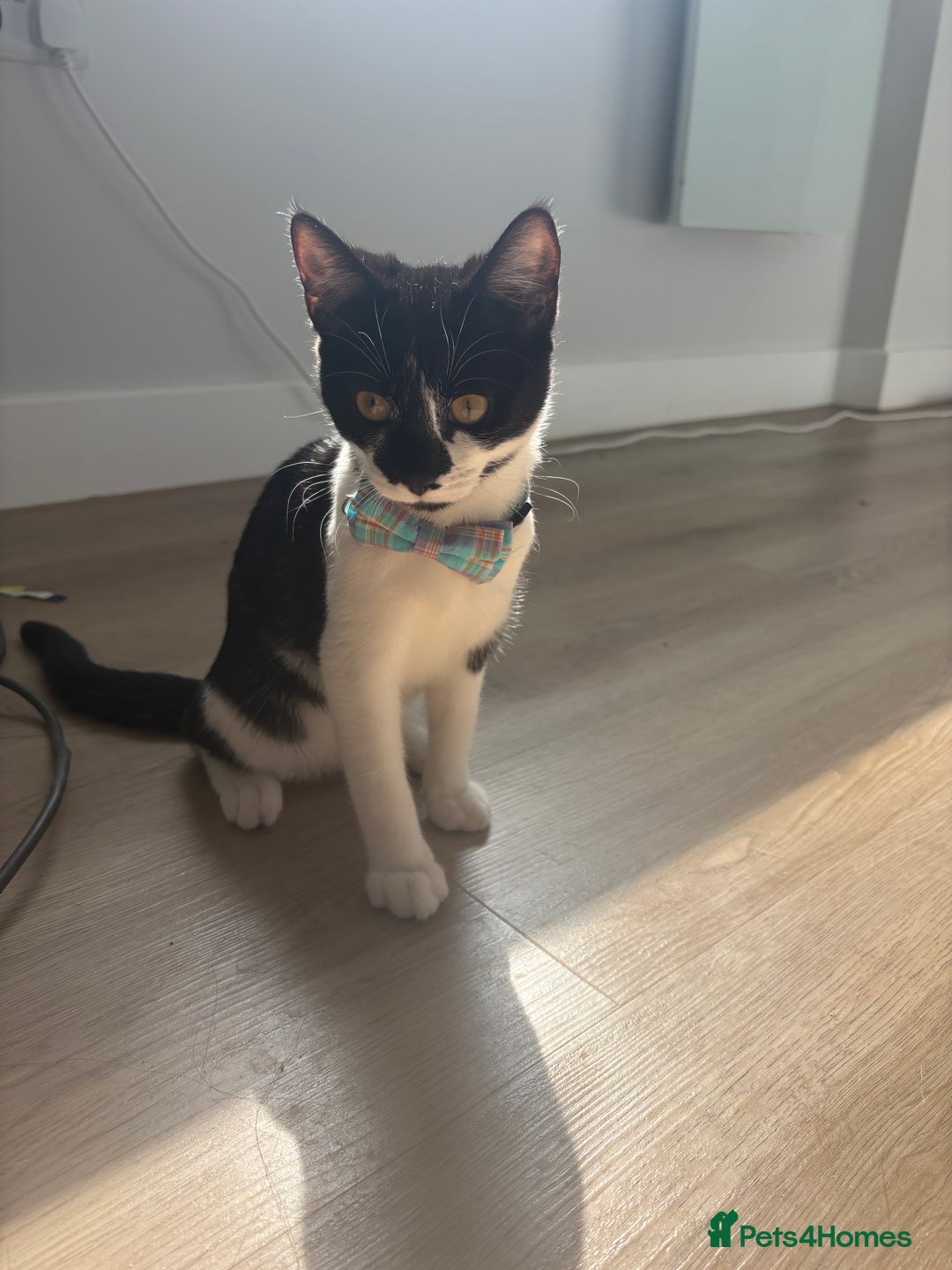 Domestic Shorthair cats for sale: 8 month old DSH - Image 2