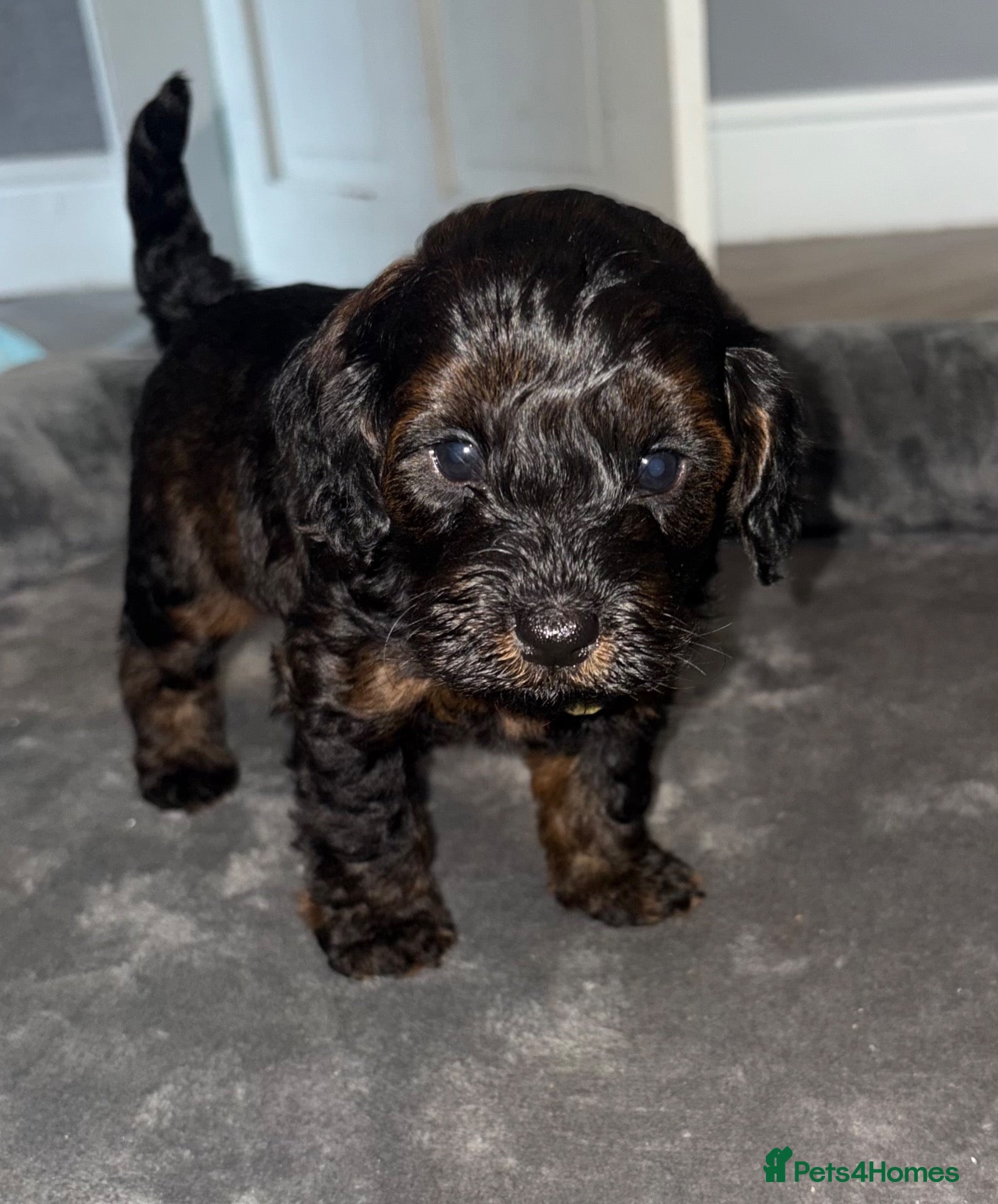 Cockapoo dogs Stop scrolling we have perfection 👇🐶 - Advert 17