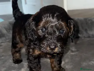 Cockapoo dogs Stop scrolling we have perfection 👇🐶 - Advert 17
