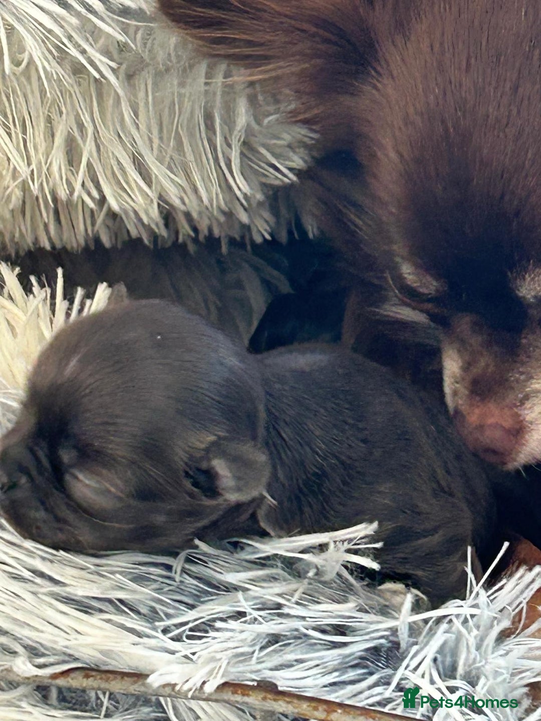 Chihuahua dogs for sale: Chihuahua teacup - Image 10