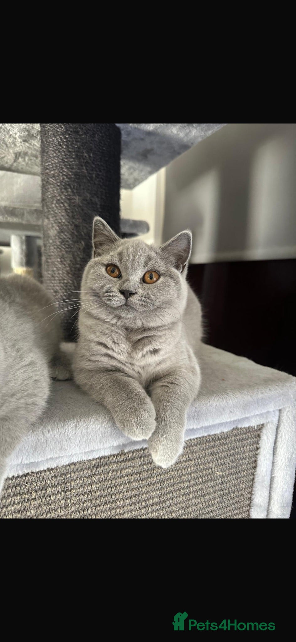 British Shorthair cats BSH kitten girls pedigree champion line - Advert 1