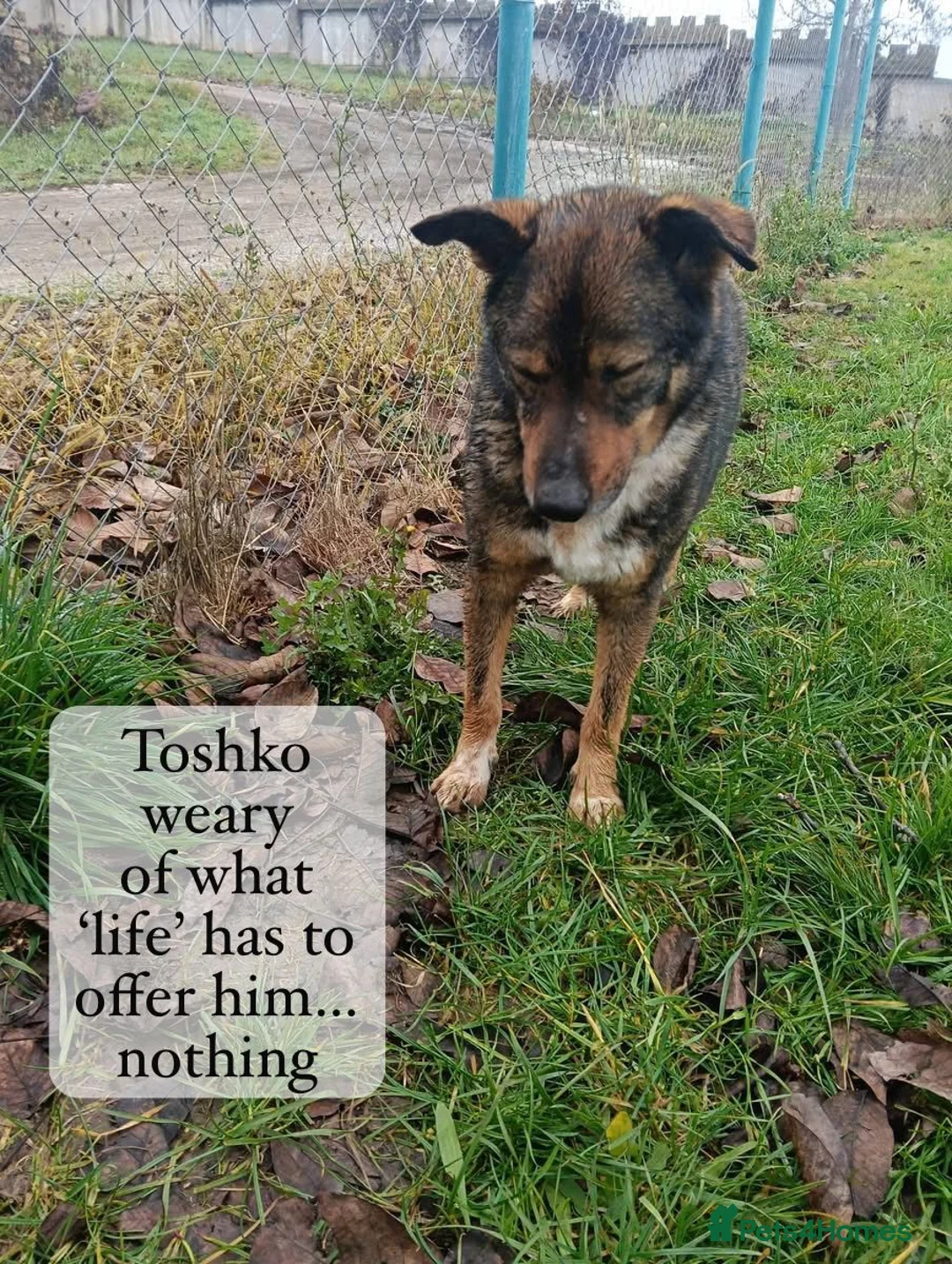 Mixed Breed dogs for adoption: Toshko, approx 10 yrs. Available for adoption. - Advert 13