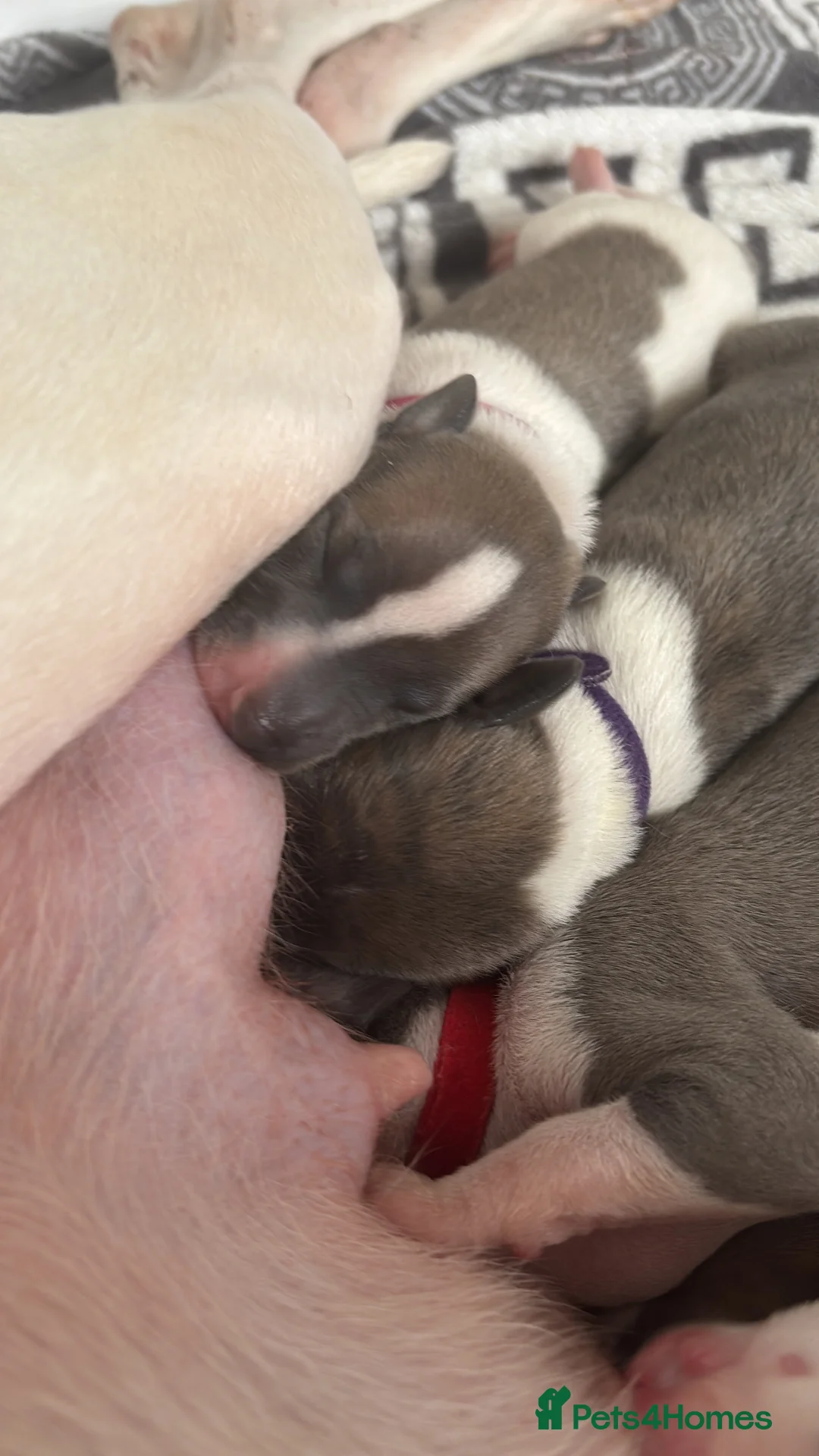 Whippet dogs for sale: 🌟 quality KC whippet pups 🌟 - Advert 30
