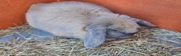 Mini Lop rabbits for sale: Gorgeous lop Rabbit, fully vaccinated 4 months old - Advert 3