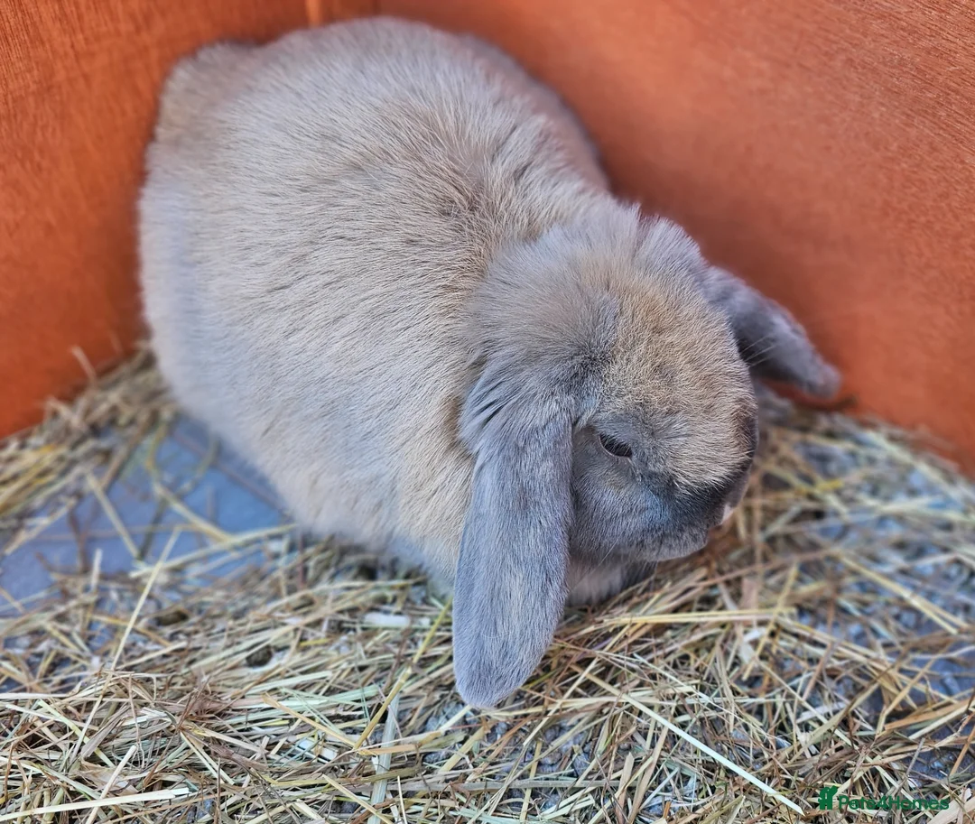 Mini Lop rabbits for sale: Gorgeous lop Rabbit, fully vaccinated 4 months old - Advert 3