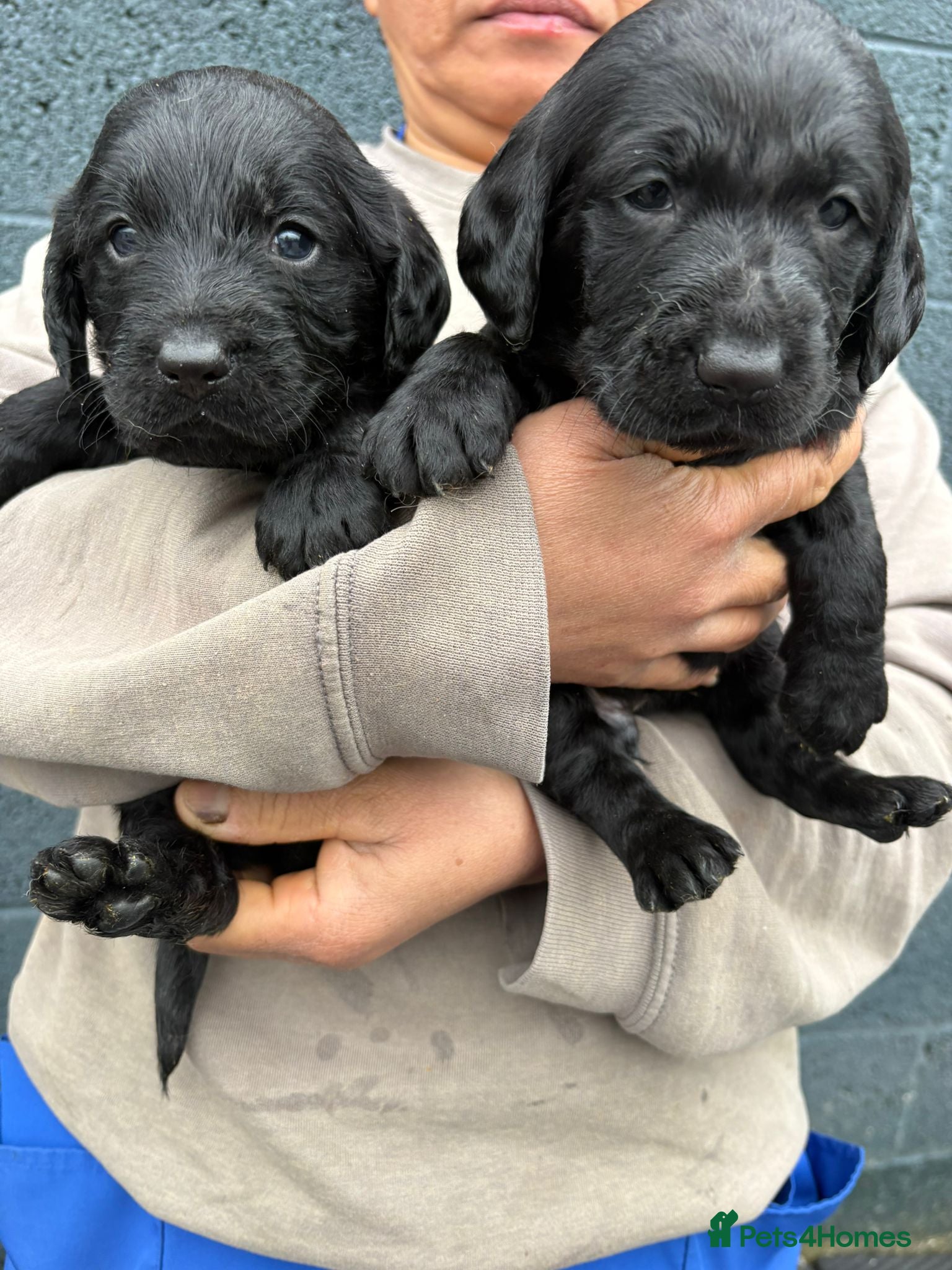 Labradoodle dogs F1 Standard Labradoodle pups - Advert 2