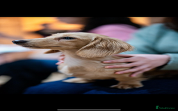 Miniature Dachshund dogs for sale: Two adult cream long haired sisters for sale  - Image 2