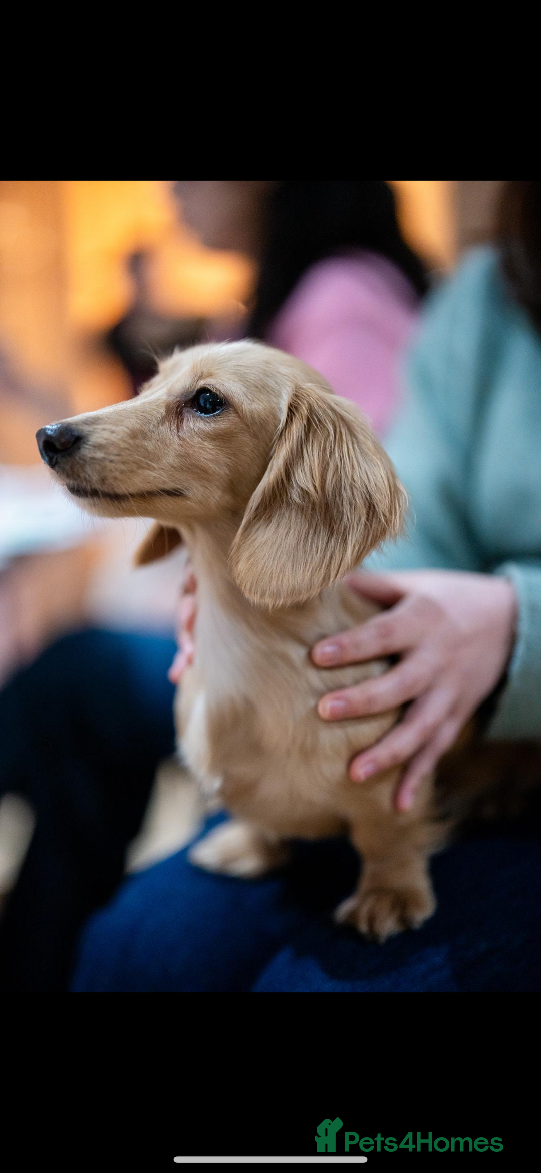 Miniature Dachshund dogs for sale: Two adult cream long haired sisters for sale  - Image 2