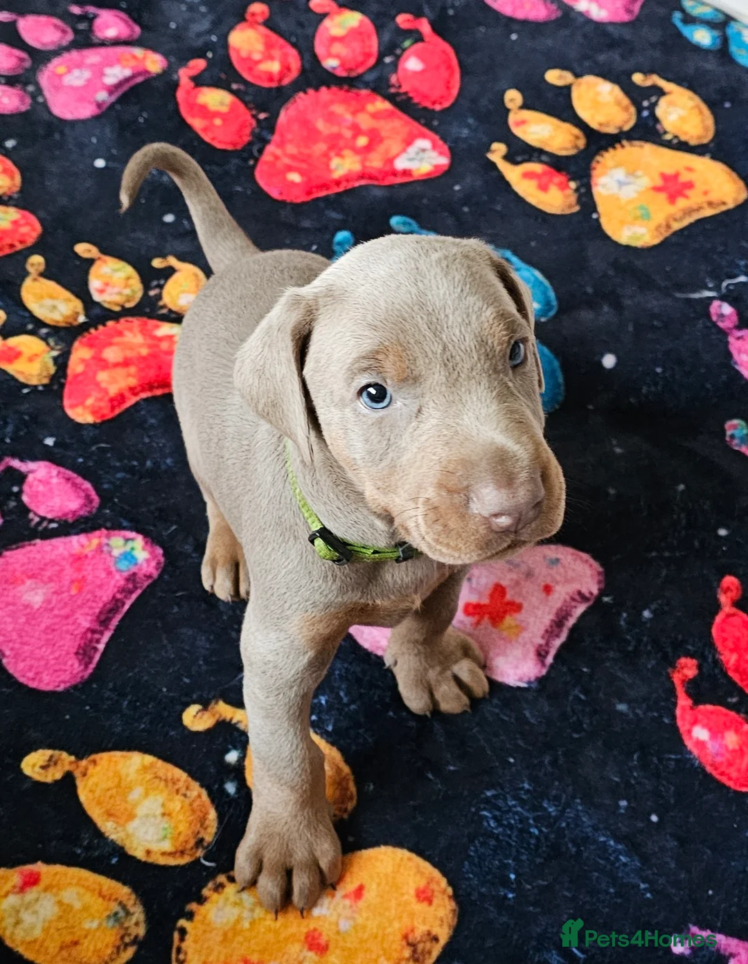 Dobermann dogs for sale: STUNNING KC DOBERMAN PUPPIES Champion Bloodlines - Advert 1