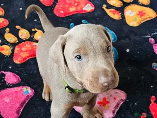 Dobermann dogs STUNNING KC DOBERMAN PUPPIES Champion Bloodlines - Advert 5