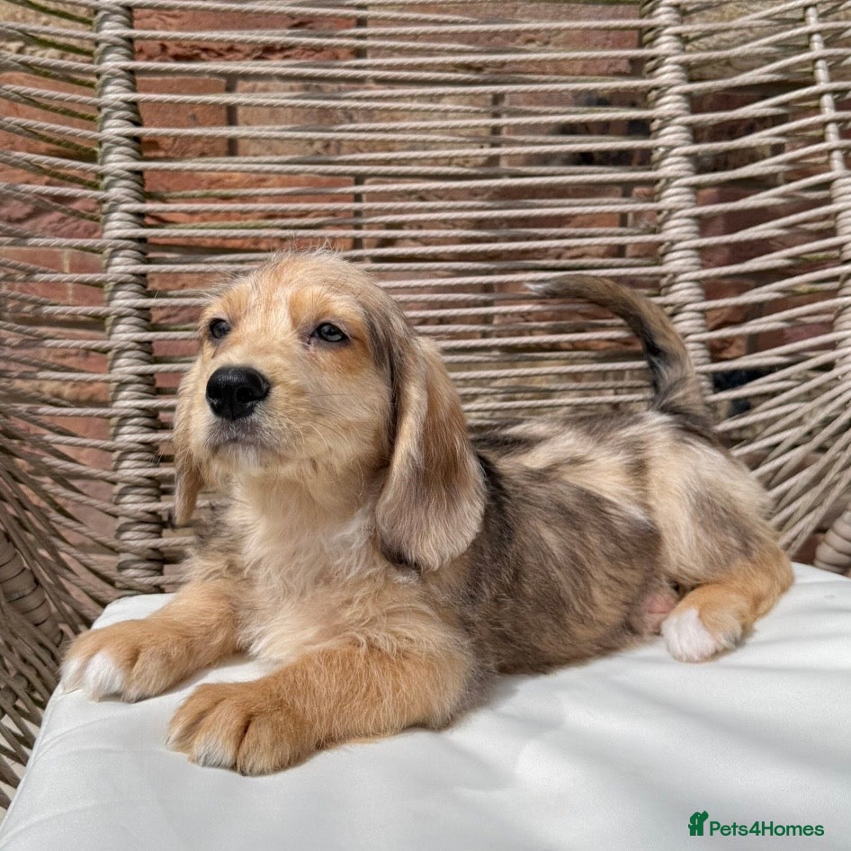 Mixed Breed dogs for sale: ⭐️⭐️Poogle Puppies (Beagle x Miniature Poodle)⭐️⭐️ - Advert 18