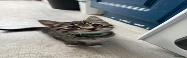 Girl kitten ( green collar)