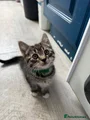Girl kitten ( green collar)