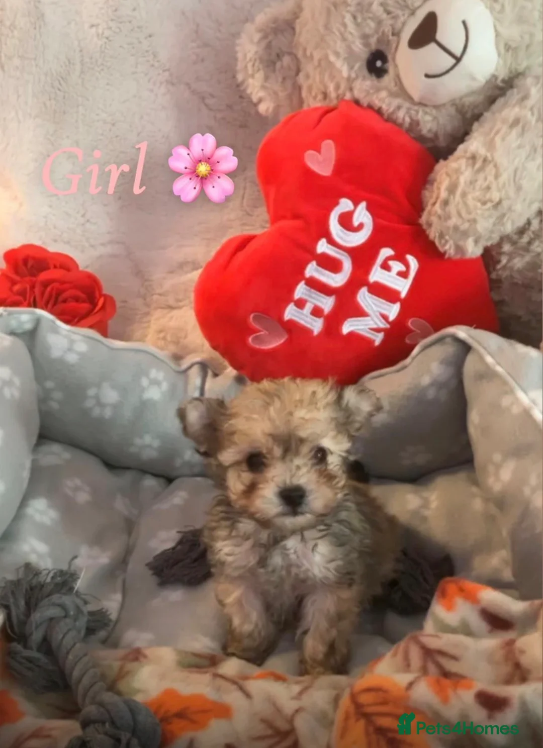 Toy Poodle dogs for sale: 3 tiny toy poodles looking for there forever home - Advert 5