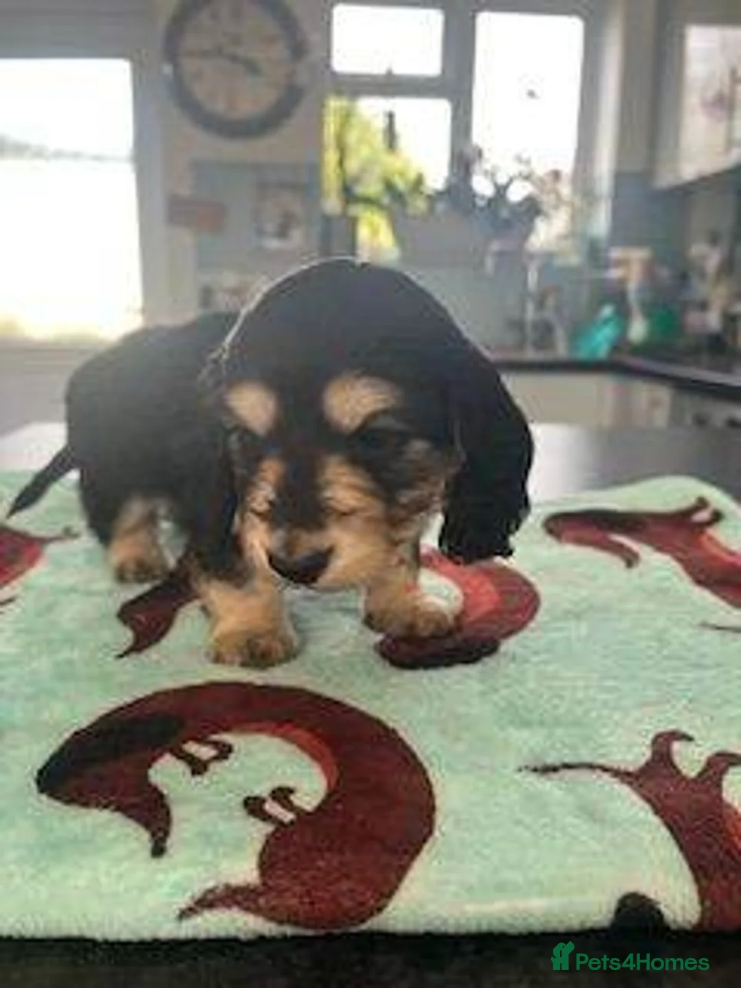 Miniature Dachshund dogs for sale: Lovely Miniature Dachshund Puppies Ready For Sale - Advert 2