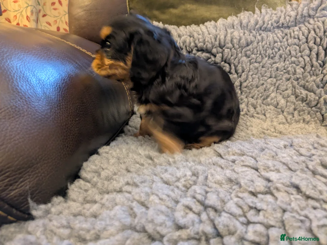 Cavalier King Charles Spaniel dogs for sale: KC Reg Cavalier King Charles pups in Milford Haven - Advert 9