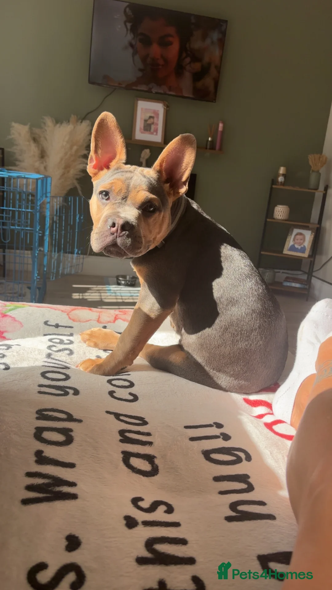 Mixed Breed dogs for sale: Pablo  - Advert 1
