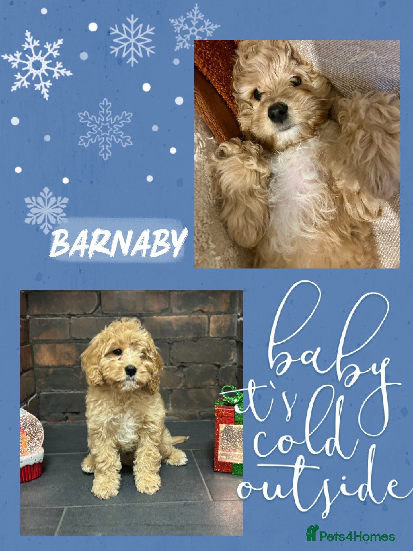 Cavapoo dogs Rare unique moyen Cavapoos  - Advert 4