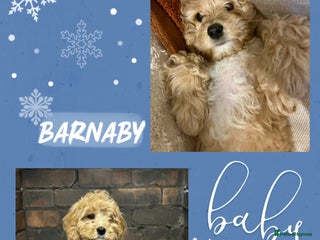 Cavapoo dogs Rare unique moyen Cavapoos - Advert 4