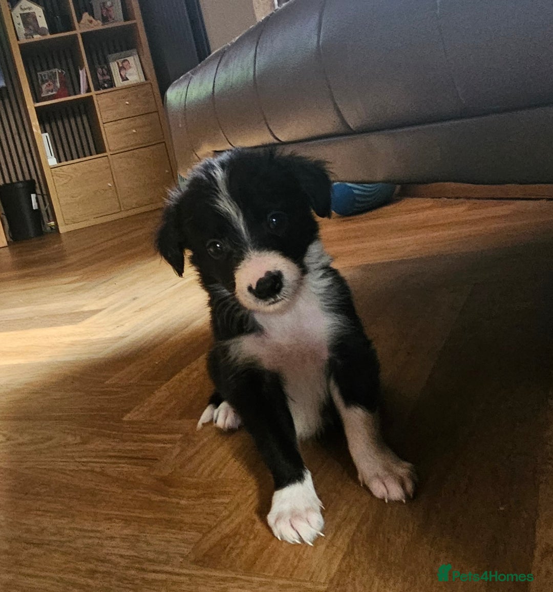 Border Collie dogs for sale: Beautiful border collies  - Image 6