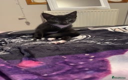 Mixed Breed cats for sale: AVAILABLE NOW kitten for sale - Image 4