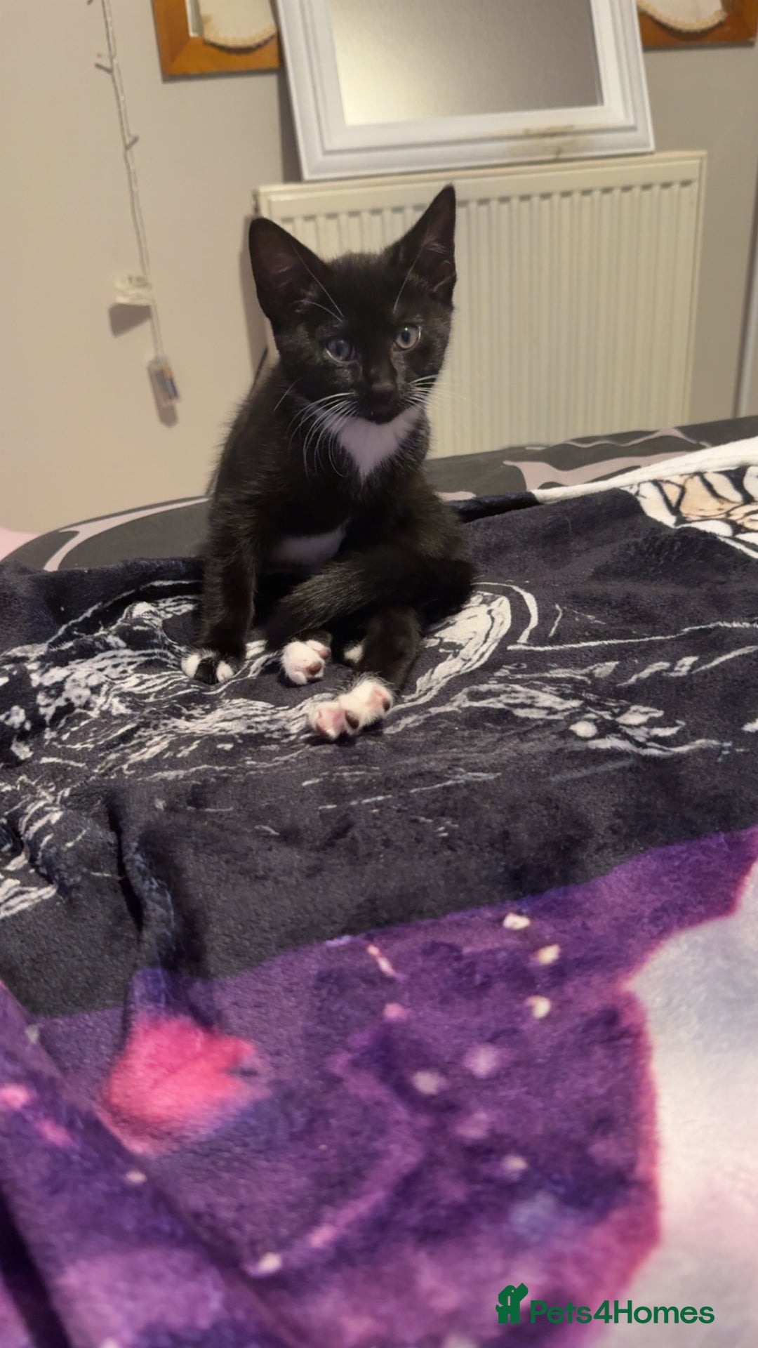Mixed Breed cats for sale: AVAILABLE NOW kitten for sale - Image 4