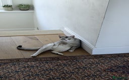 Mixed Breed cats for adoption: SKY - UNUSUAL MIXBREED HANDSOME PERFECT HEALTH - Image 10
