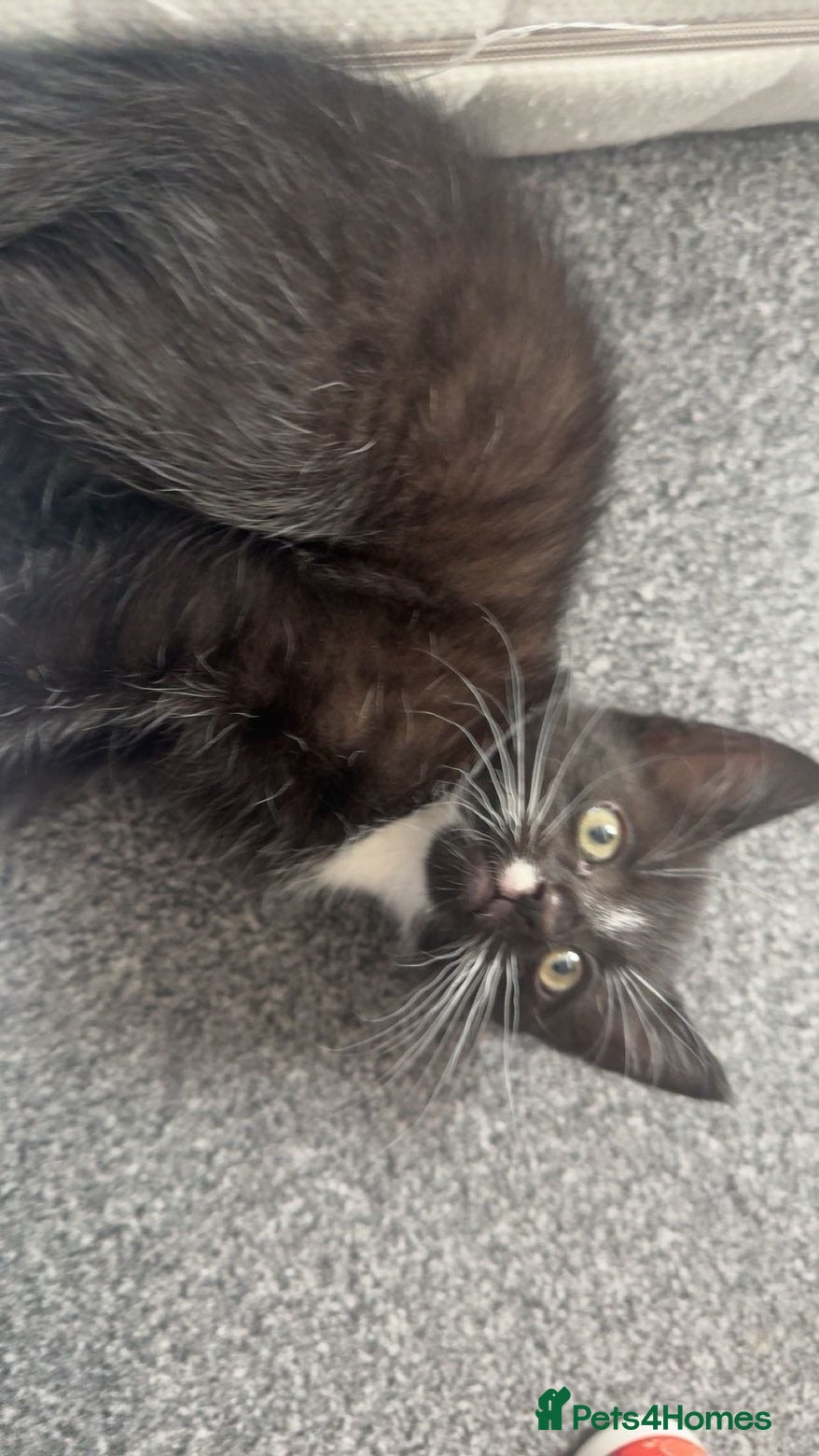 Mixed Breed cats tuxedo male cat kitten - Advert 10