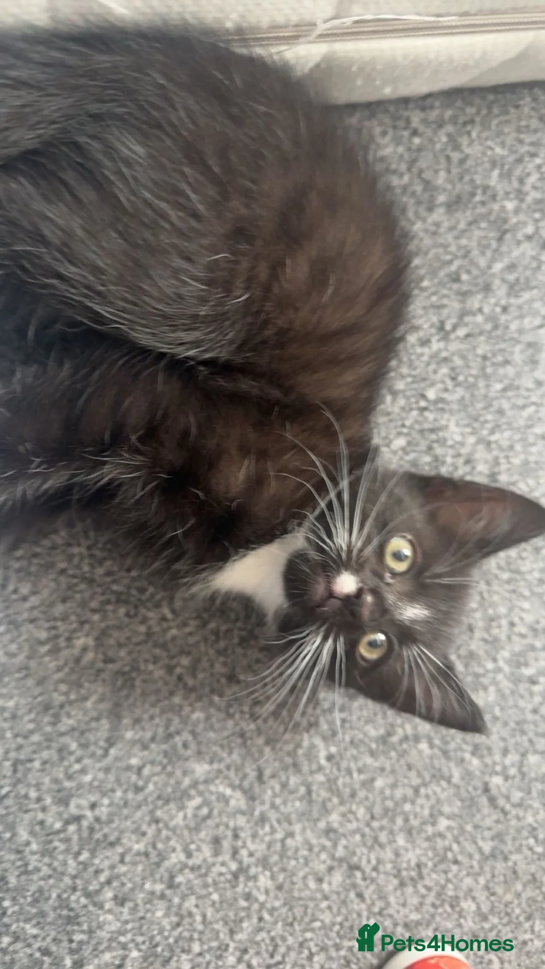 Mixed Breed cats for sale: tuxedo male cat kitten in Maidenhead - Advert 1