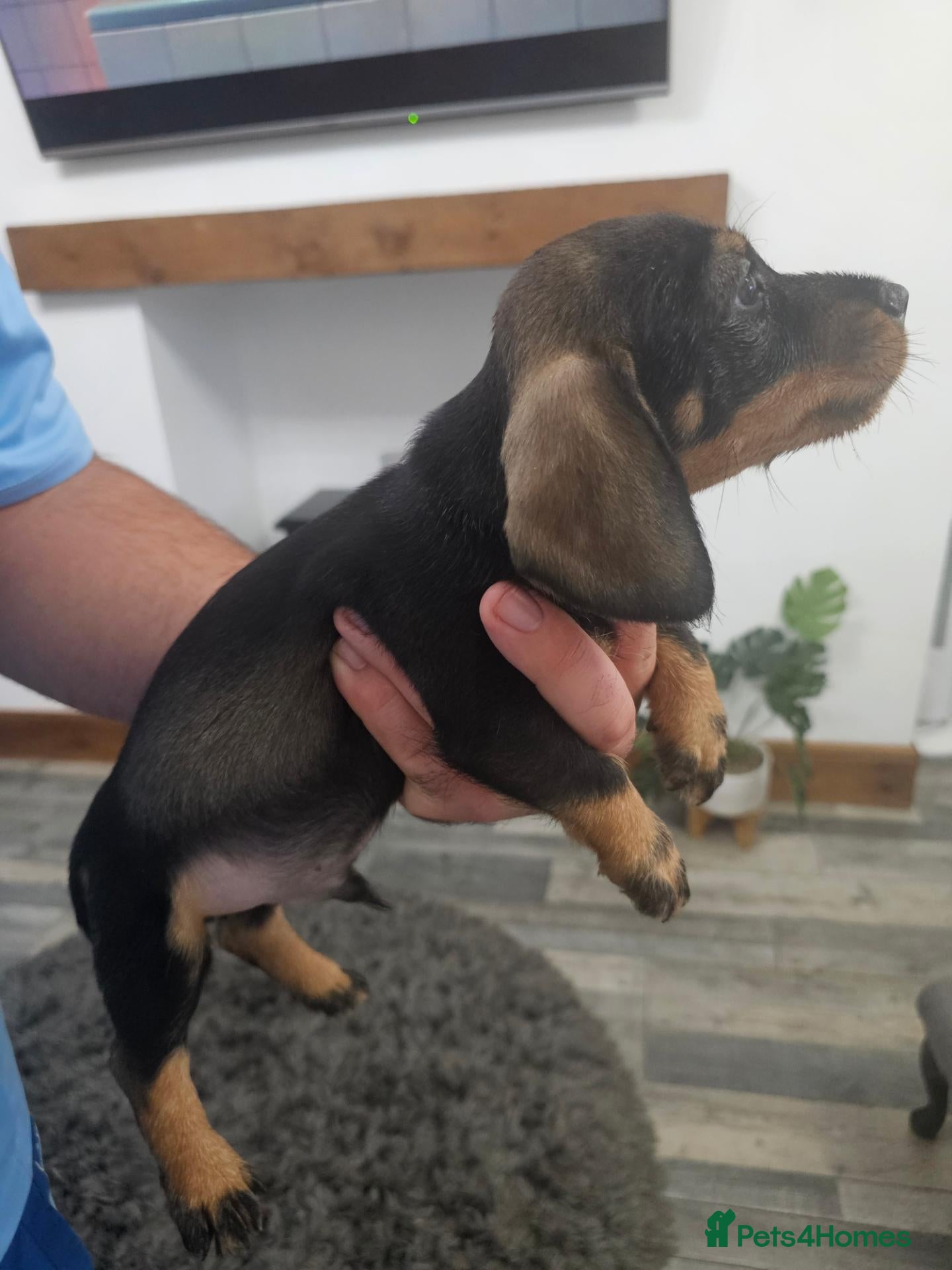 Dachshund dogs Wirehaired dachshund pups - Advert 1