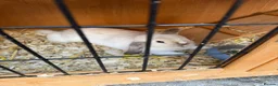 Mini Lop rabbits for sale: Gorgeous Mini Lop Girl  in Trowbridge - Advert 5