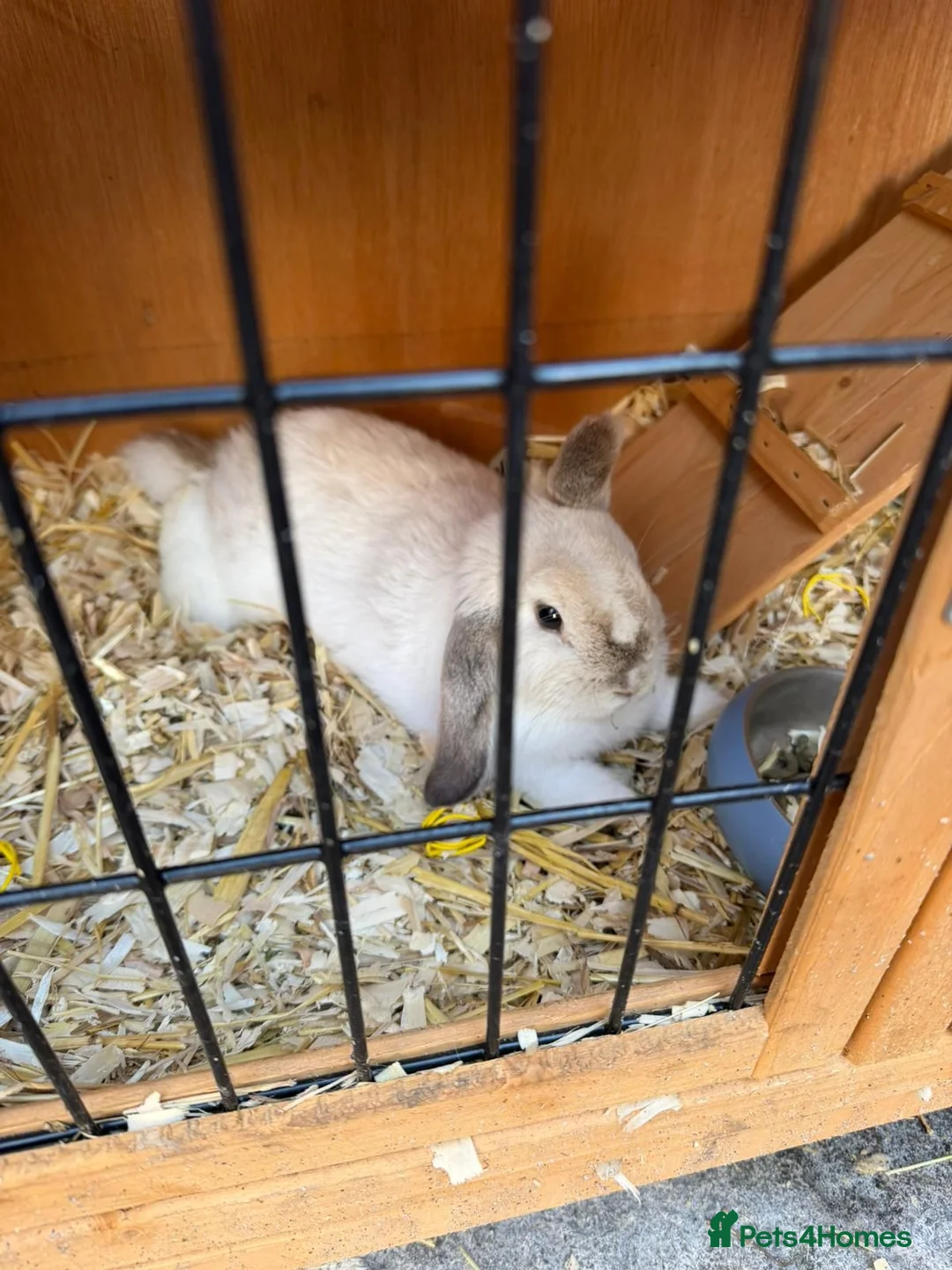 Mini Lop rabbits for sale: Gorgeous Mini Lop Girl  in Trowbridge - Advert 5