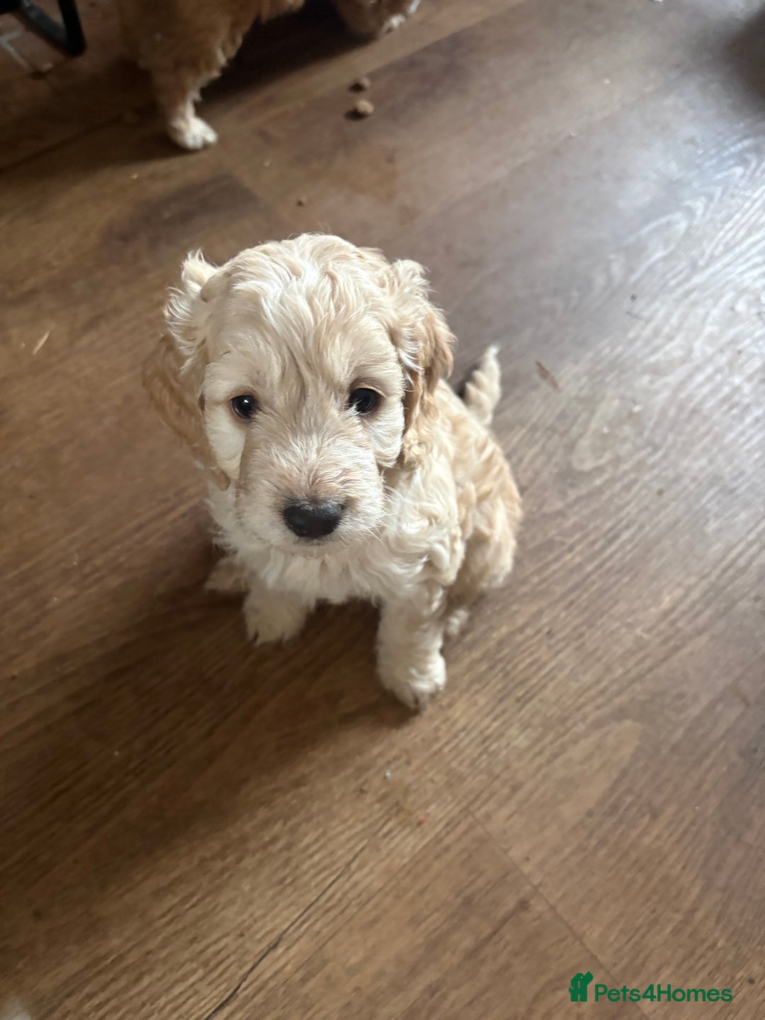 Cockapoo dogs for sale: F1 Unique Cockapoo Puppies  - Advert 9