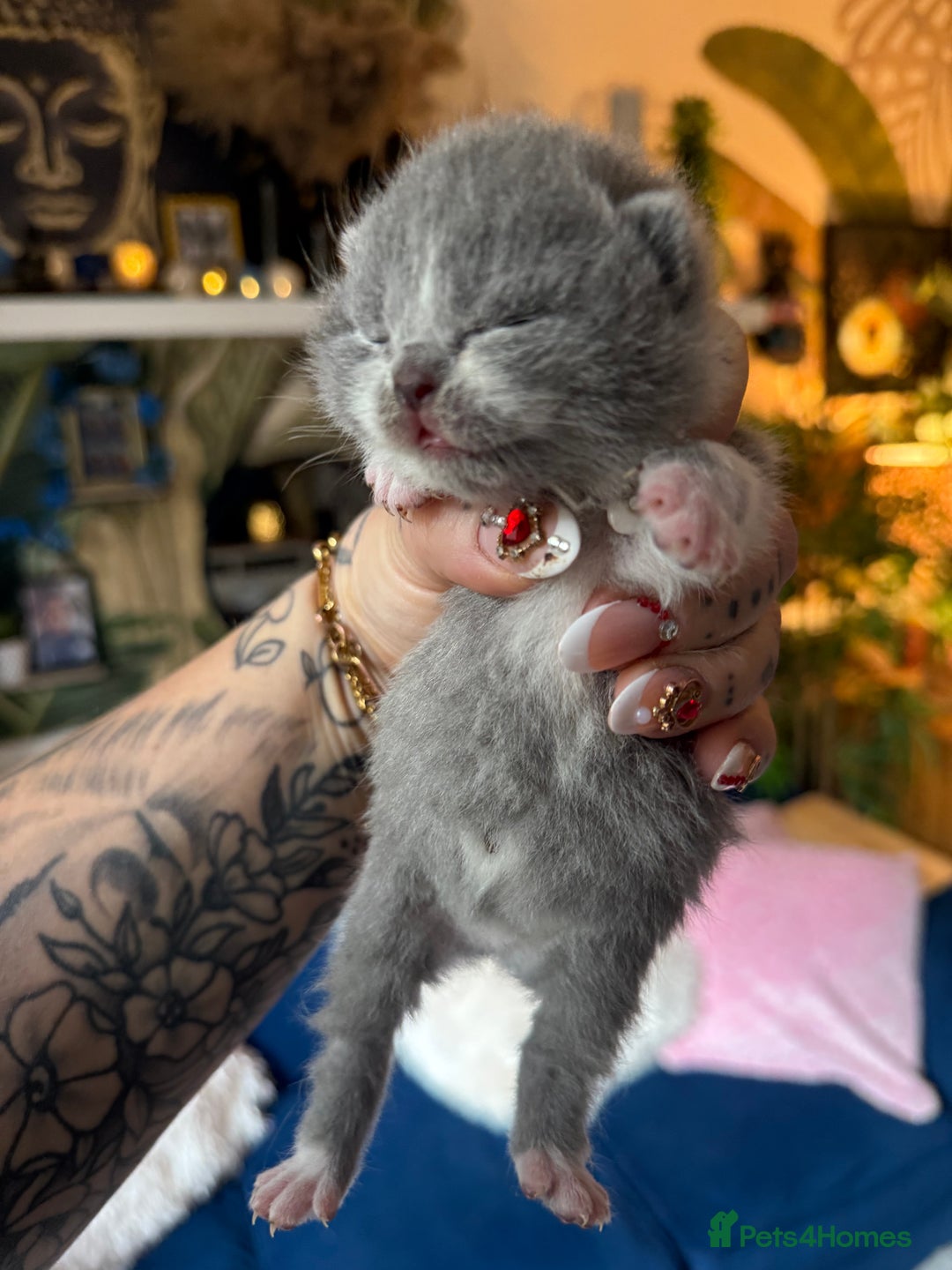 British Shorthair cats for sale: Outstanding kittens 😻 Champion line🥇🏆😻 - Image 34