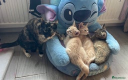 Mixed Breed cats for sale: 3 adorable kittens for sale  - Advert 13