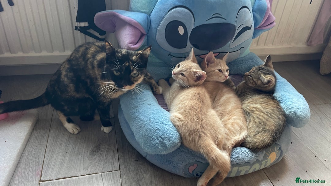 Mixed Breed cats for sale: 3 adorable kittens for sale  - Advert 13