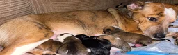 Mixed Breed dogs for sale: 🐾 Beautiful Mixed Breed Puppies ⭐ - Advert 16