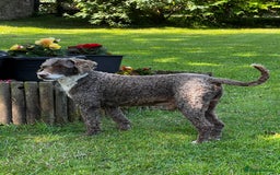 Miniature Poodle dogs for stud: Miniature Poodle KC Reg Fully DNA Health Tested  in Radstock - Image 2